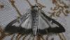 Cydalima perspectalis